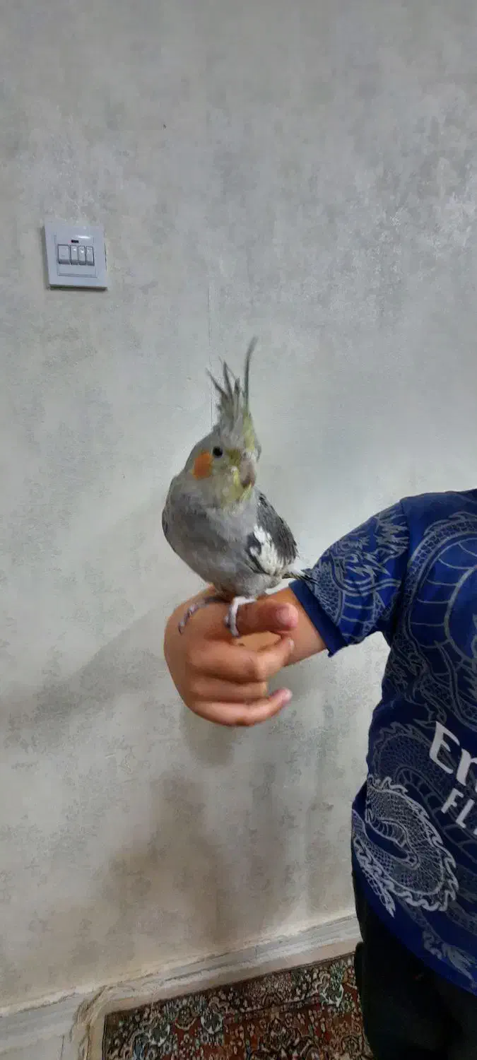 دو عروس هلندی دستی و سخنگو|پرنده|اسلام‌شهر, شهرک امام حسین (میان آباد)|دیوار