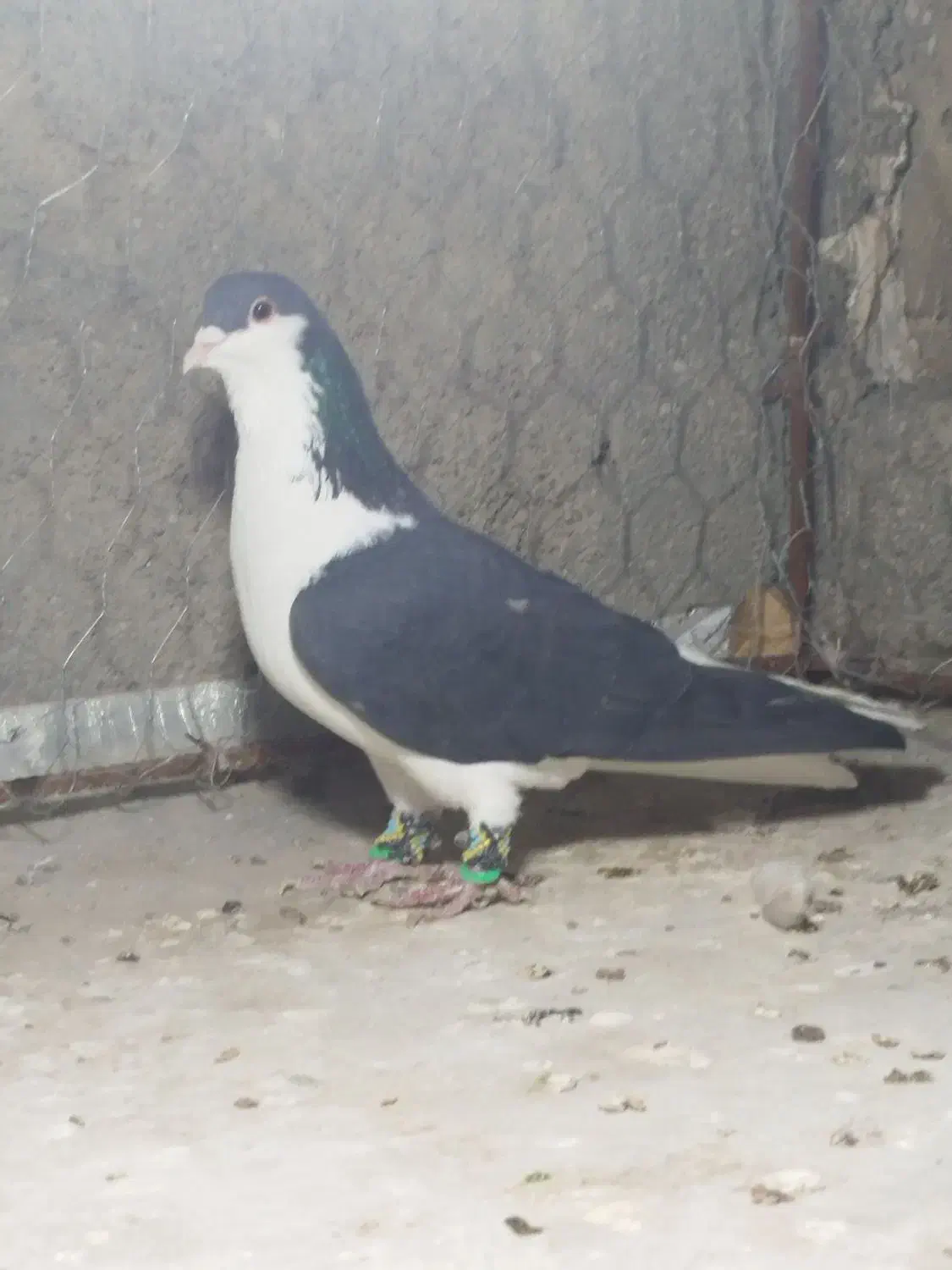 چپ سیاه نر|پرنده|بجنورد, |دیوار