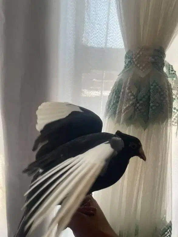 کفتر|پرنده|زرند, |دیوار