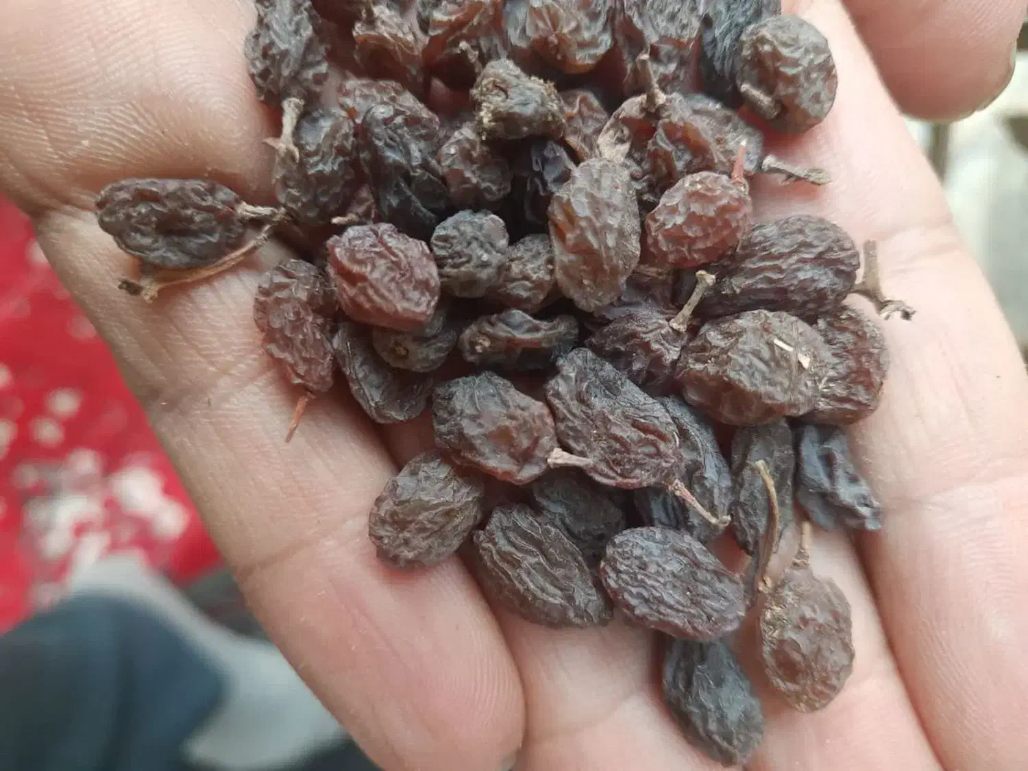 کشمش آفتابی درشت|خوردنی و آشامیدنی|میاندوآب, |دیوار