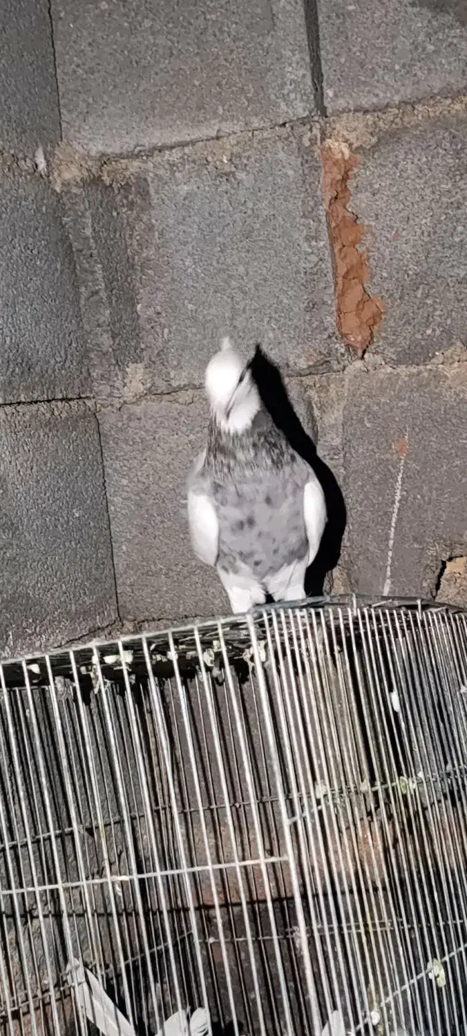 فروش کبوتر فوری|پرنده|یاسوج, |دیوار