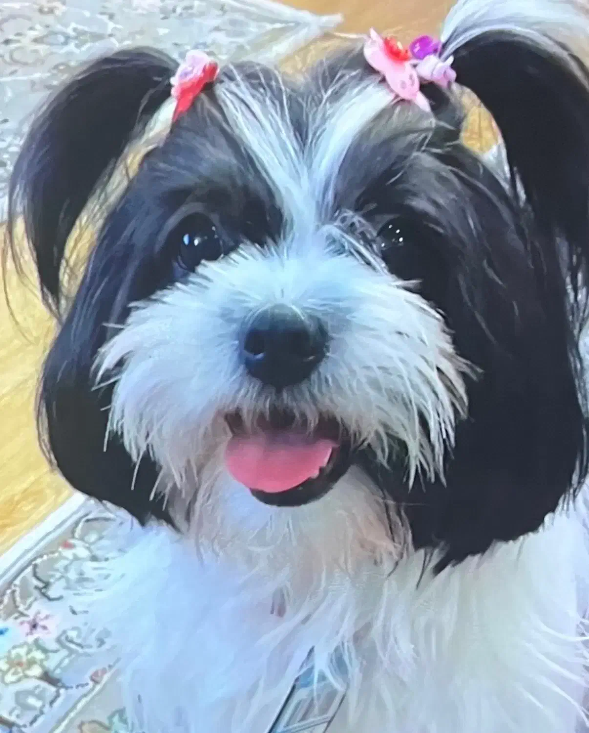 پت خانگی|سگ|رشت, دیلمان|دیوار