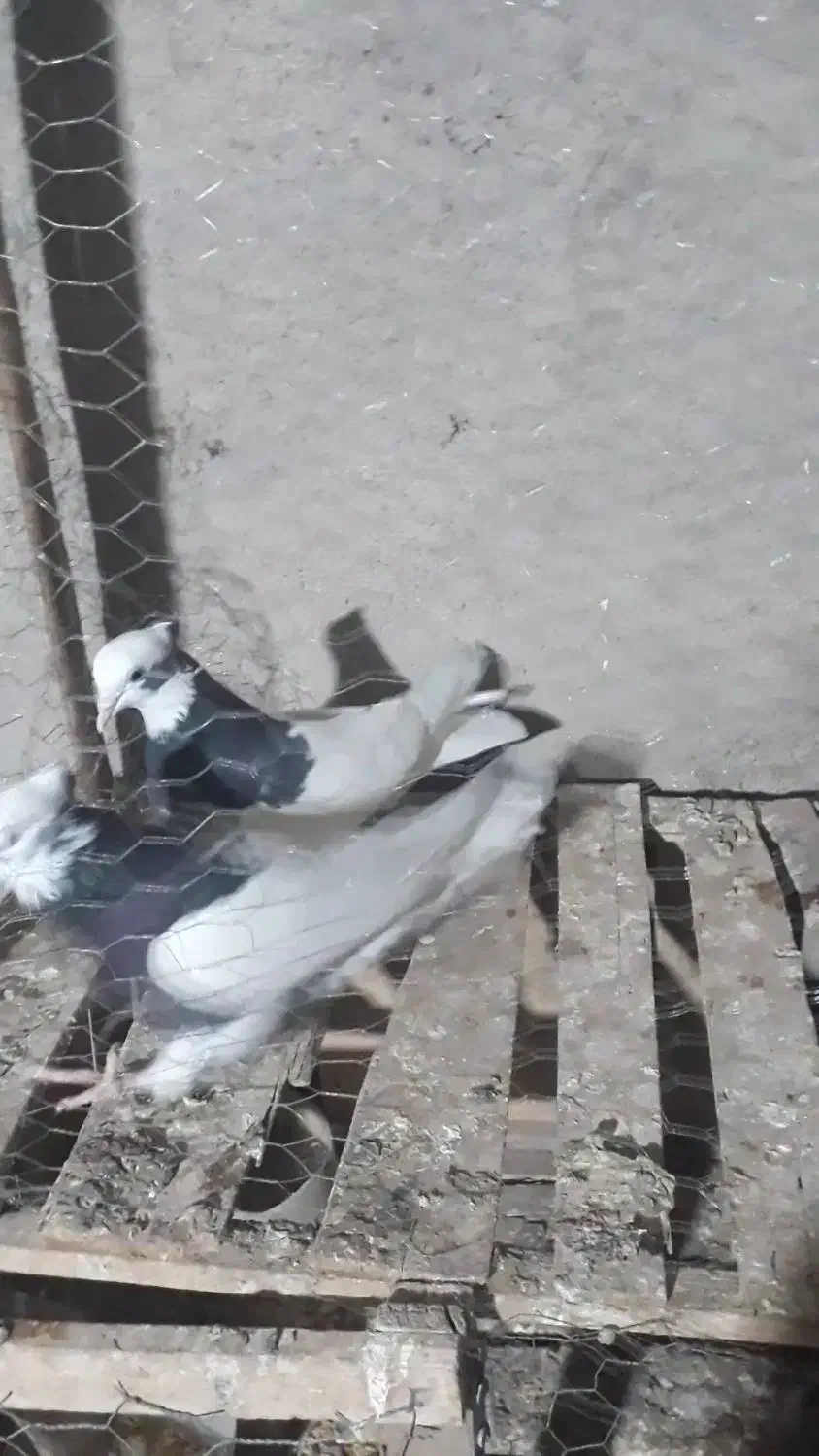 کفتر طوقی|پرنده|اسلامشهر, ده عباس|دیوار