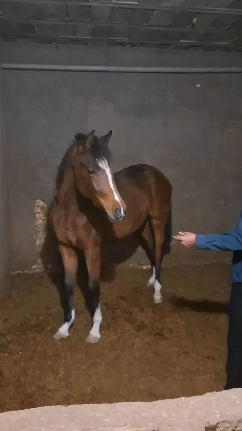 اسب مادیون عرب|اسب و تجهیزات اسبسواری|یزد, |دیوار