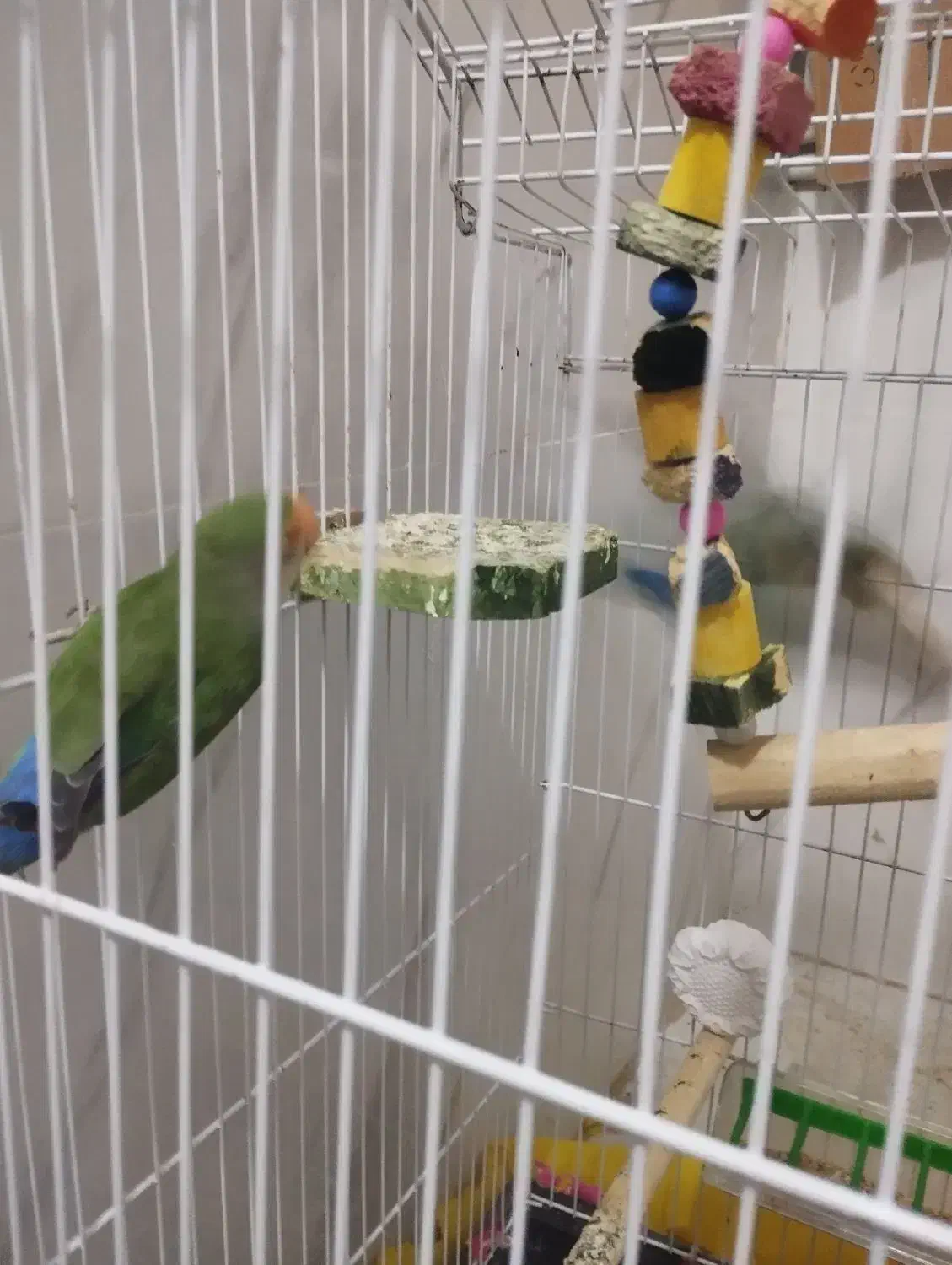 کوتوله برزیلی|پرنده|تربت‌حیدریه, فرمانداری|دیوار