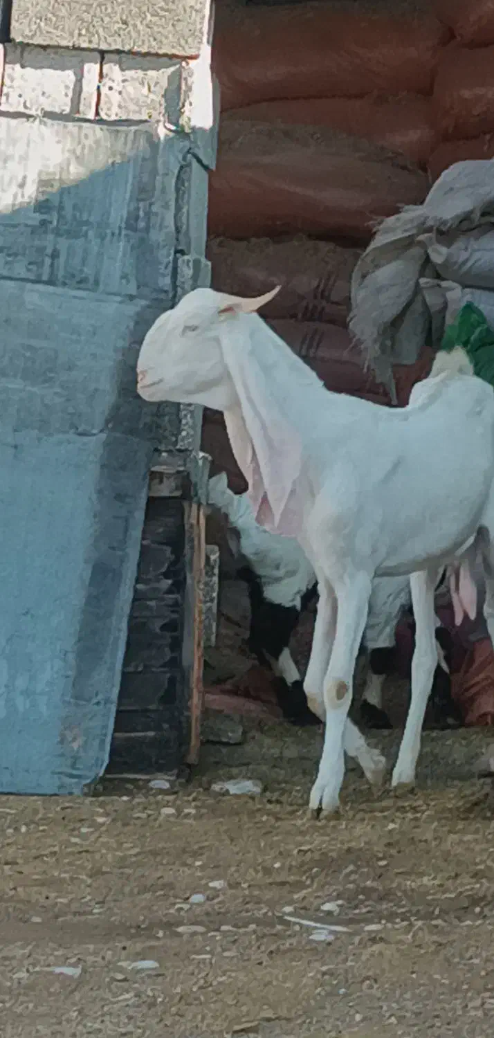 بز گلابی اصل|حیوانات مزرعه|داراب, |دیوار