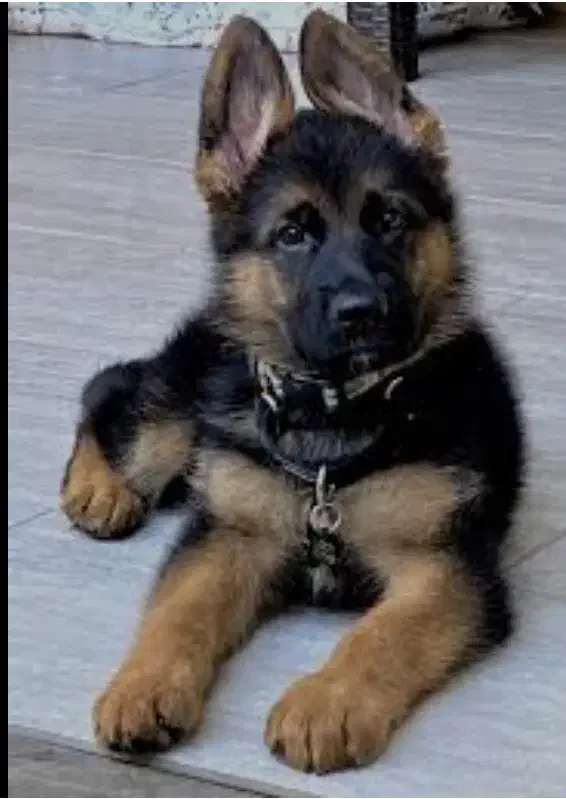 سگ ژرمن شیپرد|سگ|تهران, اختیاریه|دیوار