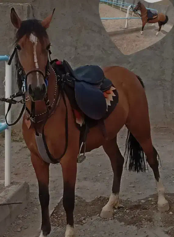 اسب مادیان ۸ما آبستن|حیوانات مزرعه|فریدونشهر, |دیوار