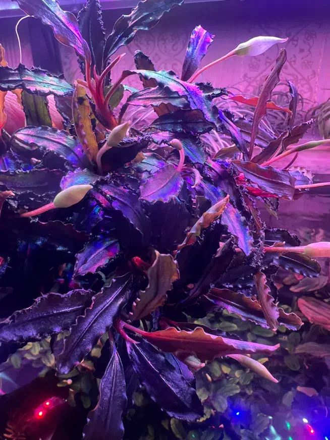 گل و گیاه اکواریوم پلنت|ماهی|تبریز, |دیوار