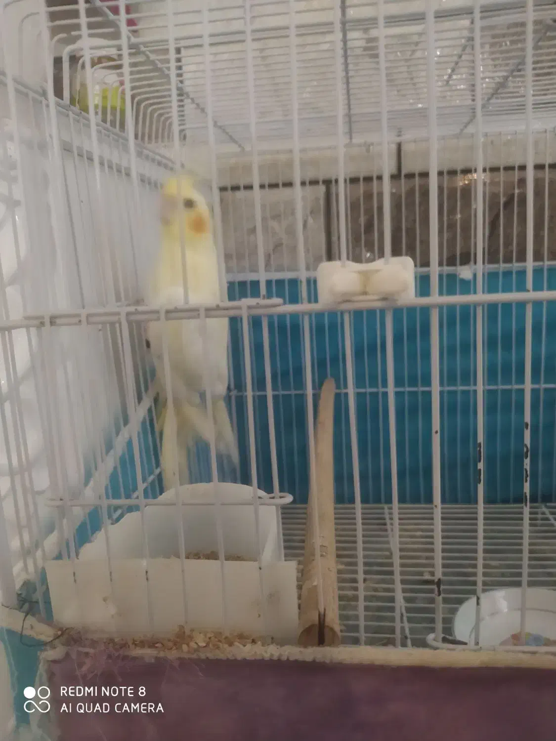 عروس هلندی|پرنده|داراب, |دیوار