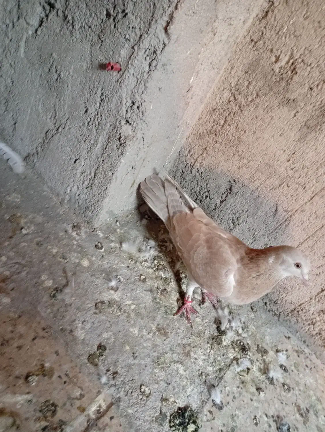 کفتر|پرنده|مشهد, مشکینی (شهرک غرب)|دیوار