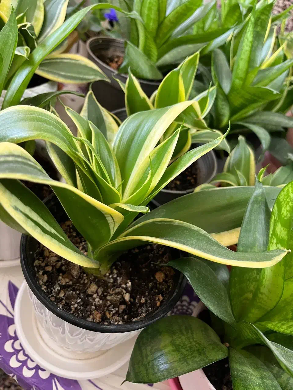 گل های آپارتمانی|گل و گیاه طبیعی|رشت, فلسطین|دیوار