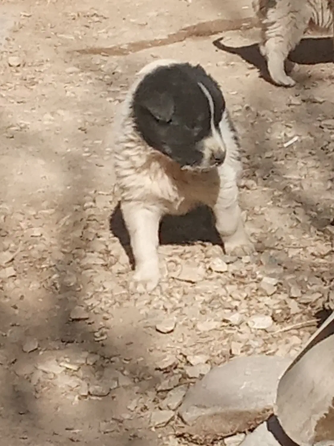 واگذاری ی جفت توله سگ نر|سگ|اسدآباد, |دیوار