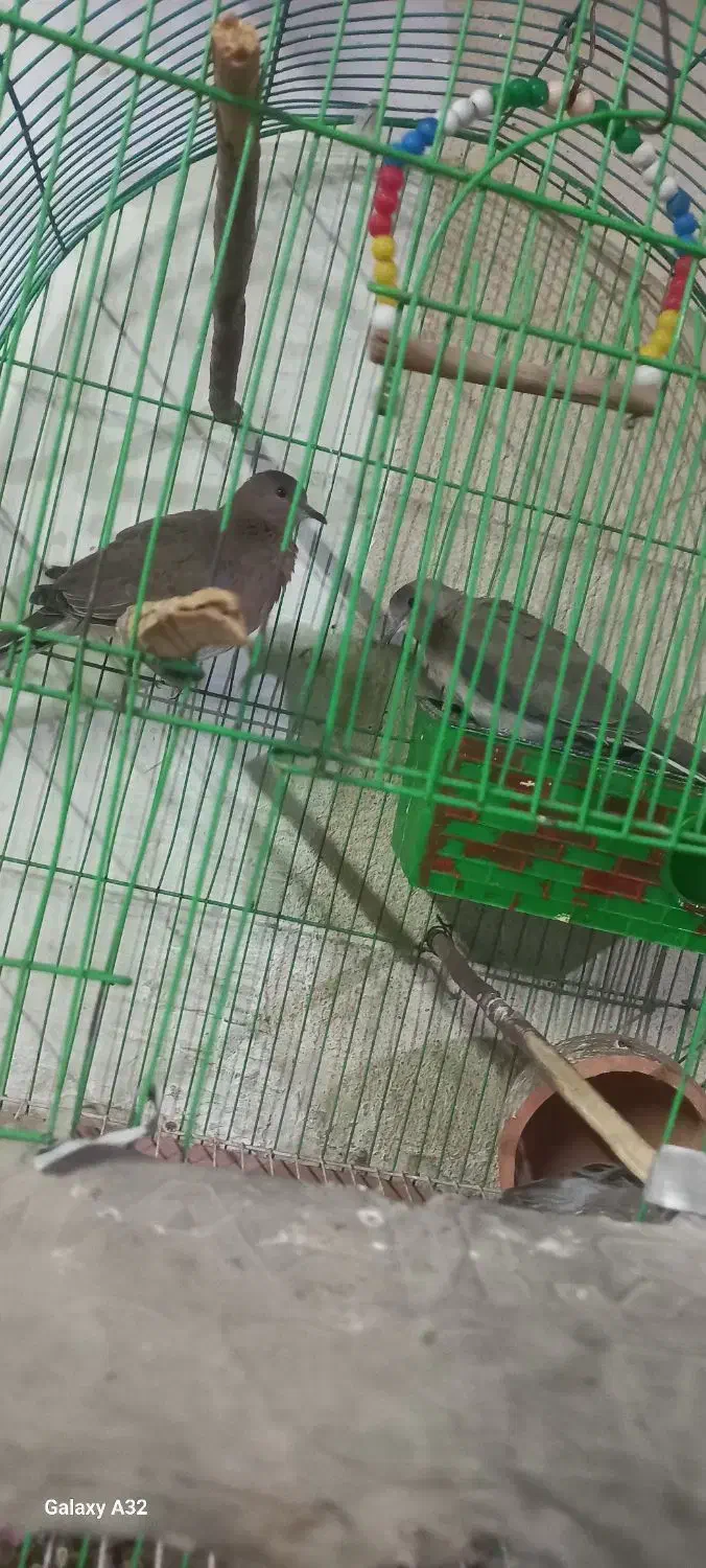 کبوتر خانگی|پرنده|زهک, |دیوار