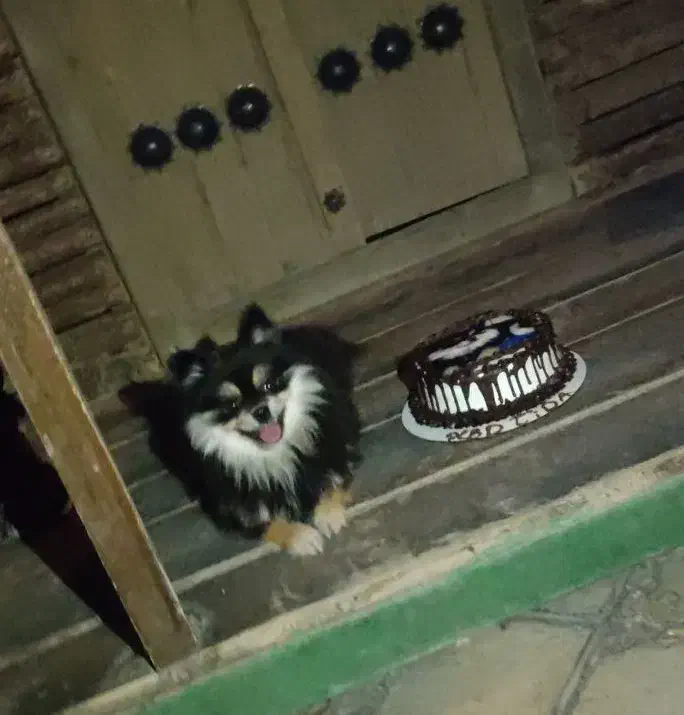 پامر اصل، سگ پامرانین|سگ|اصفهان, رسالت|دیوار