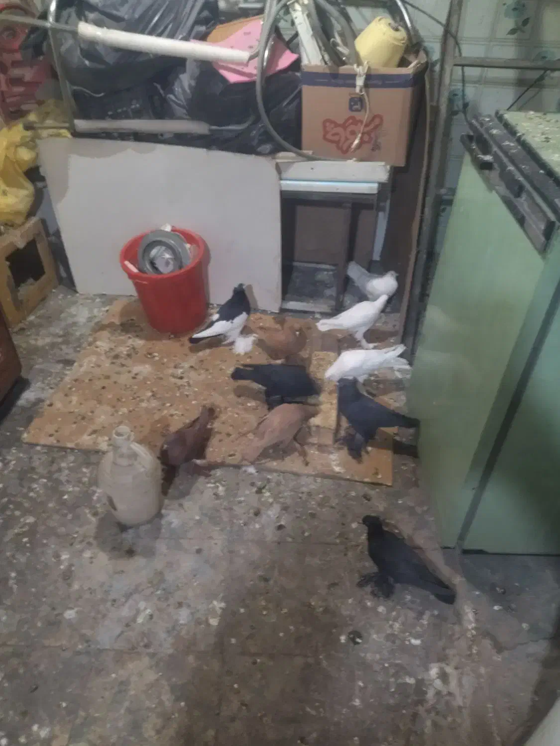 کبوتر|پرنده|بستان آباد, |دیوار