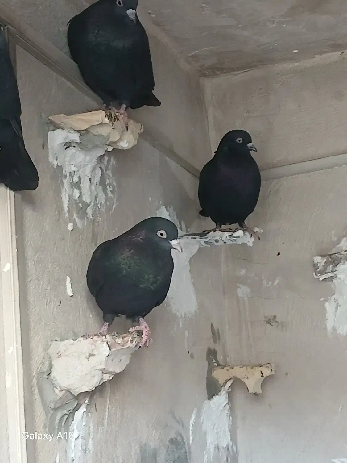 کبوتر هوا کش|پرنده|اهرم, |دیوار