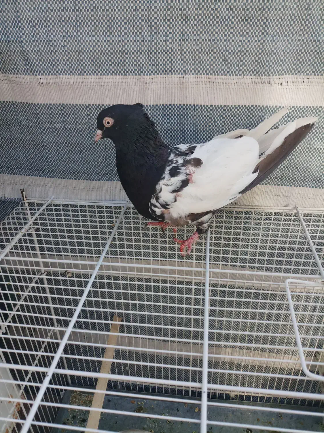 کبوتر بهبهانی وشهری|پرنده|شیراز, تندگویان|دیوار