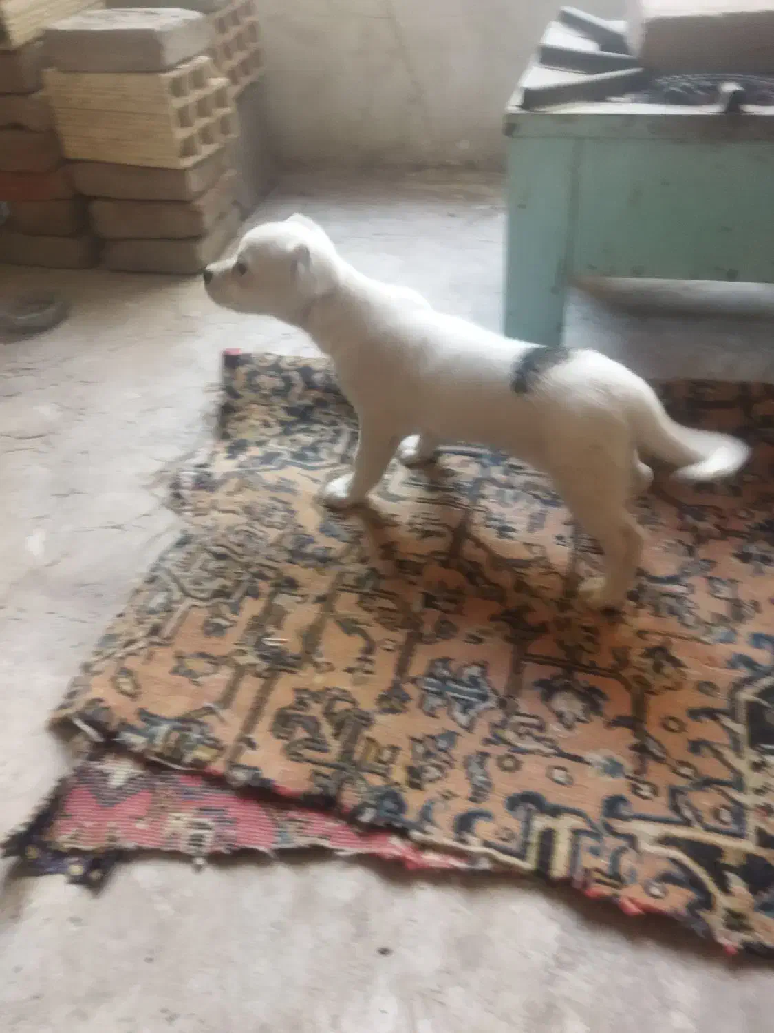 فروش توله پاکوتا|سگ|مراغه, |دیوار