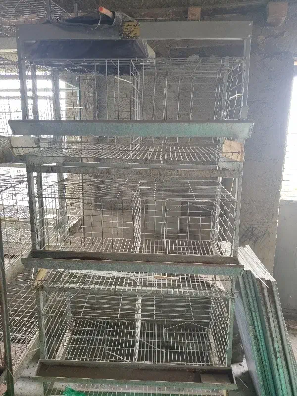 قفس مرغ تخمگذار|لوازم جانبی حیوانات|نکا, |دیوار