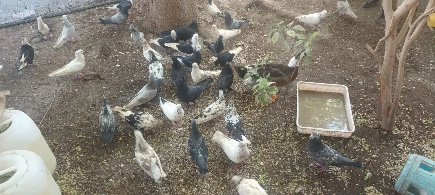 فروش کبوتر|پرنده|میناب, |دیوار