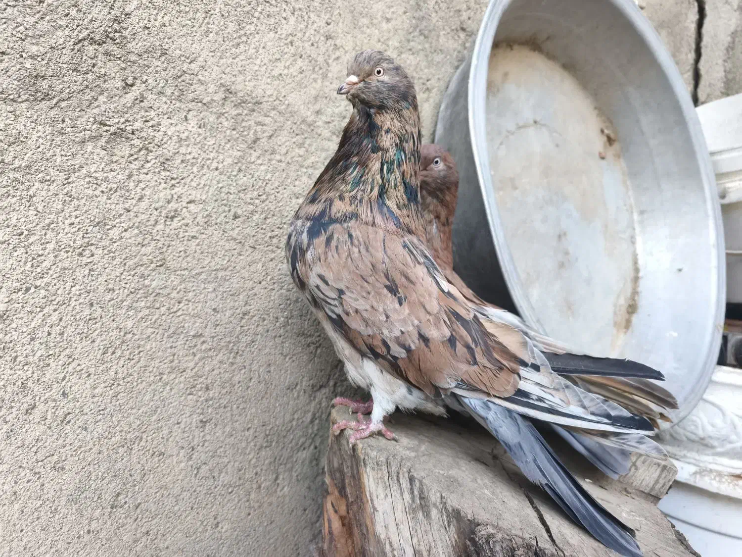 کفتر کله دار و سرور|پرنده|کبودرآهنگ, |دیوار