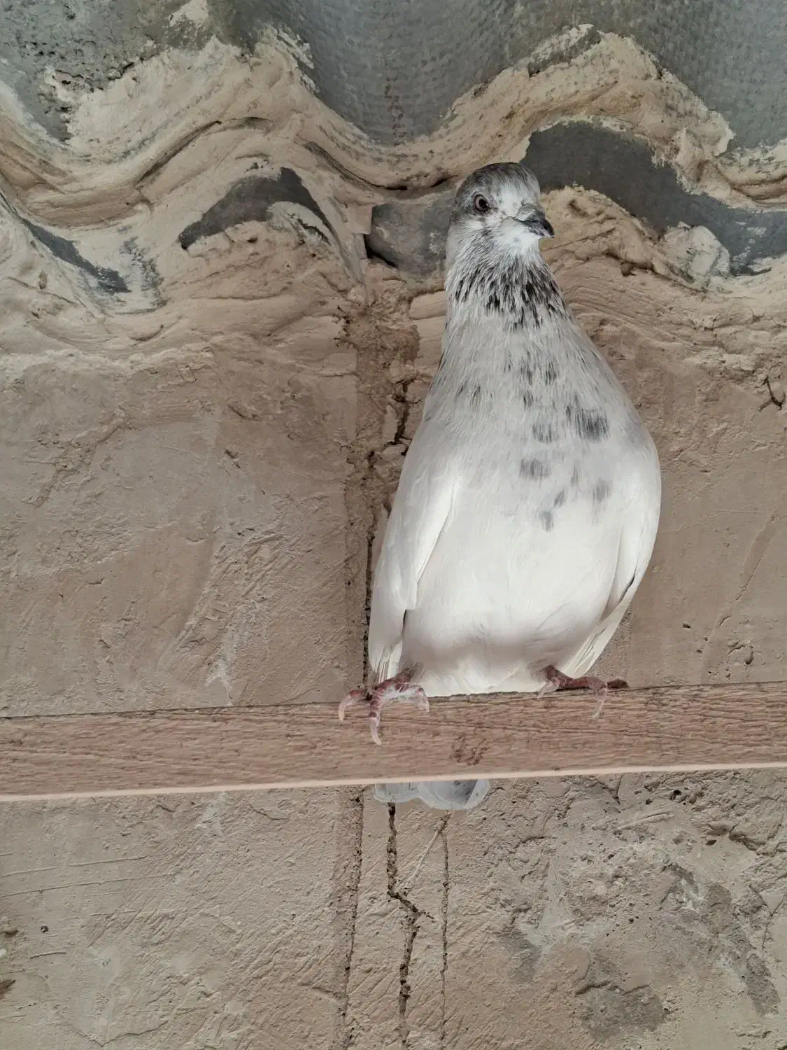 کفتر کل دم بور نر|پرنده|فردیس, داوری|دیوار