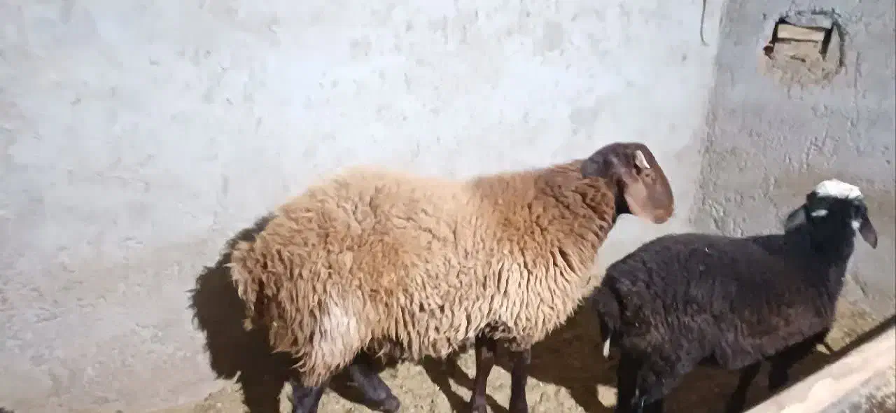 بره هترو|حیوانات مزرعه|جغتای, |دیوار