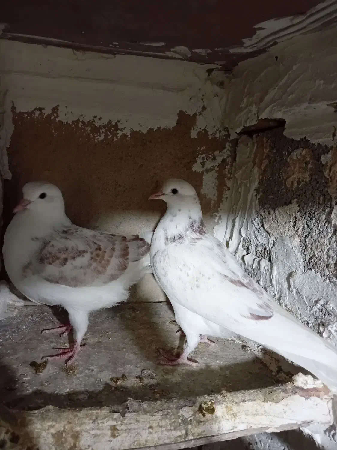 جوجه کفتر|پرنده|نهاوند, |دیوار