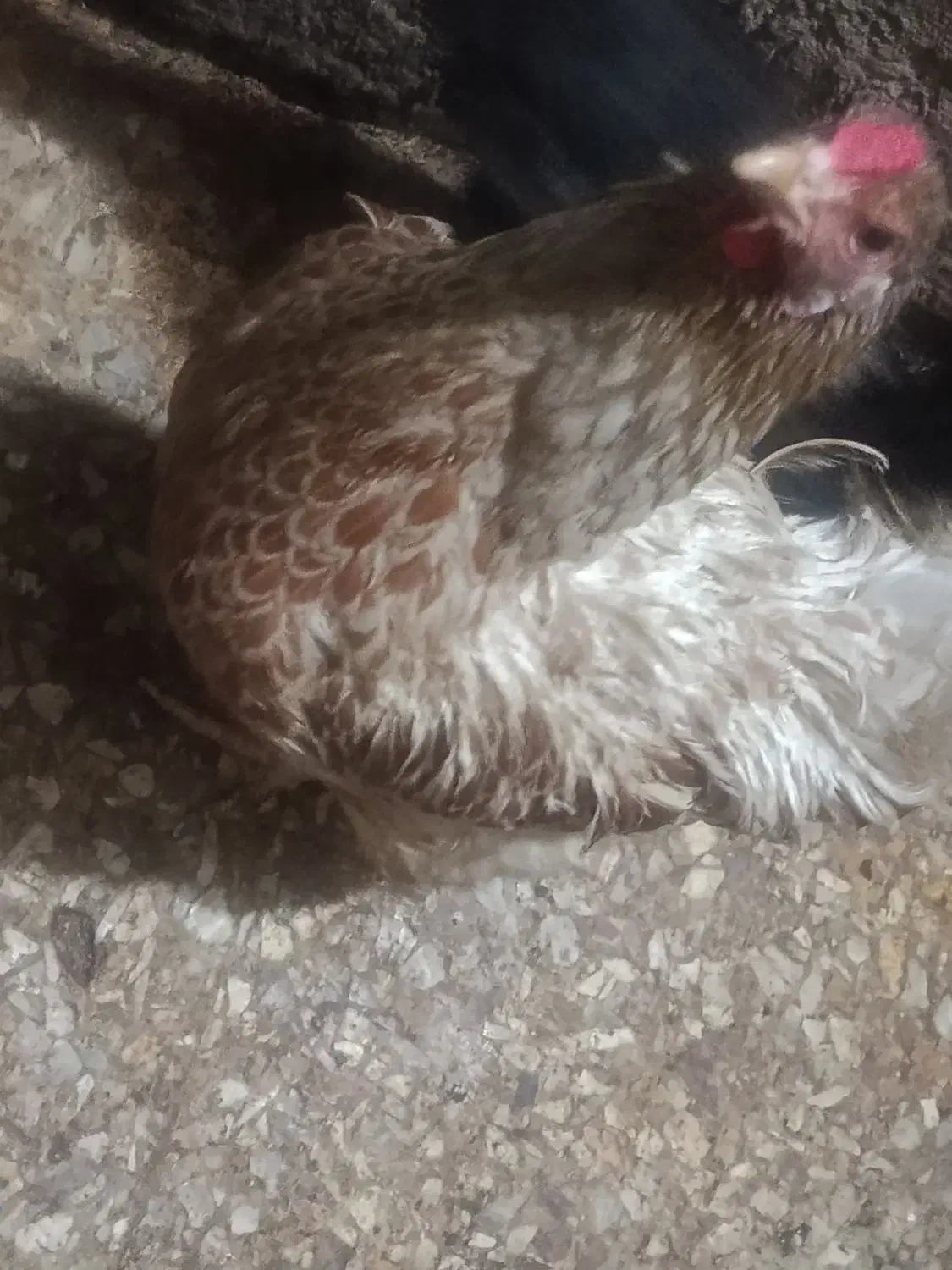 مرغ و خروس|حیوانات مزرعه|مسجد سلیمان, |دیوار