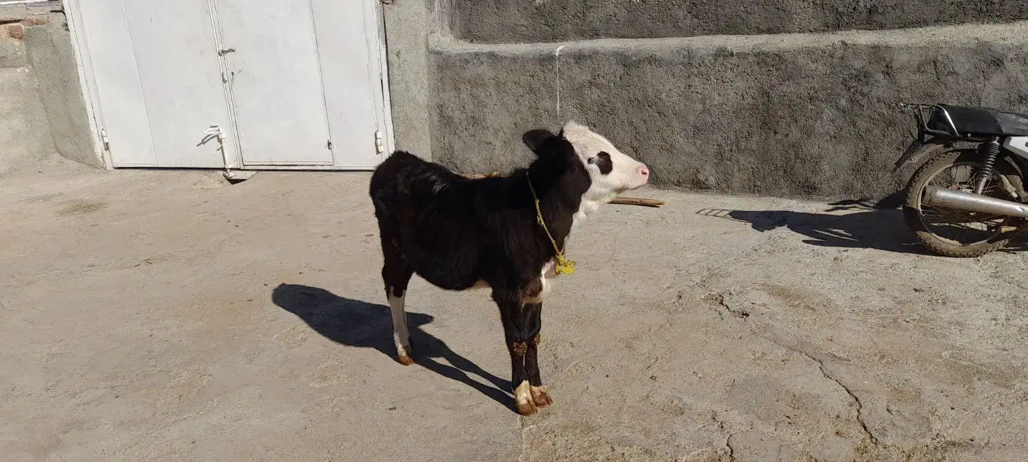 گوساله ماده|حیوانات مزرعه|بیلوار, |دیوار