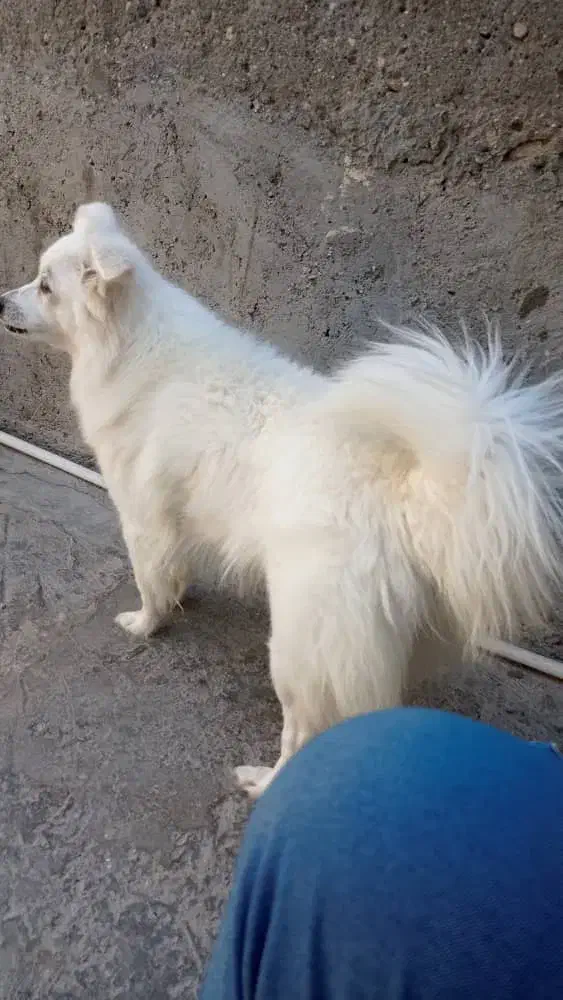 سگ ماده|سگ|میناب, |دیوار