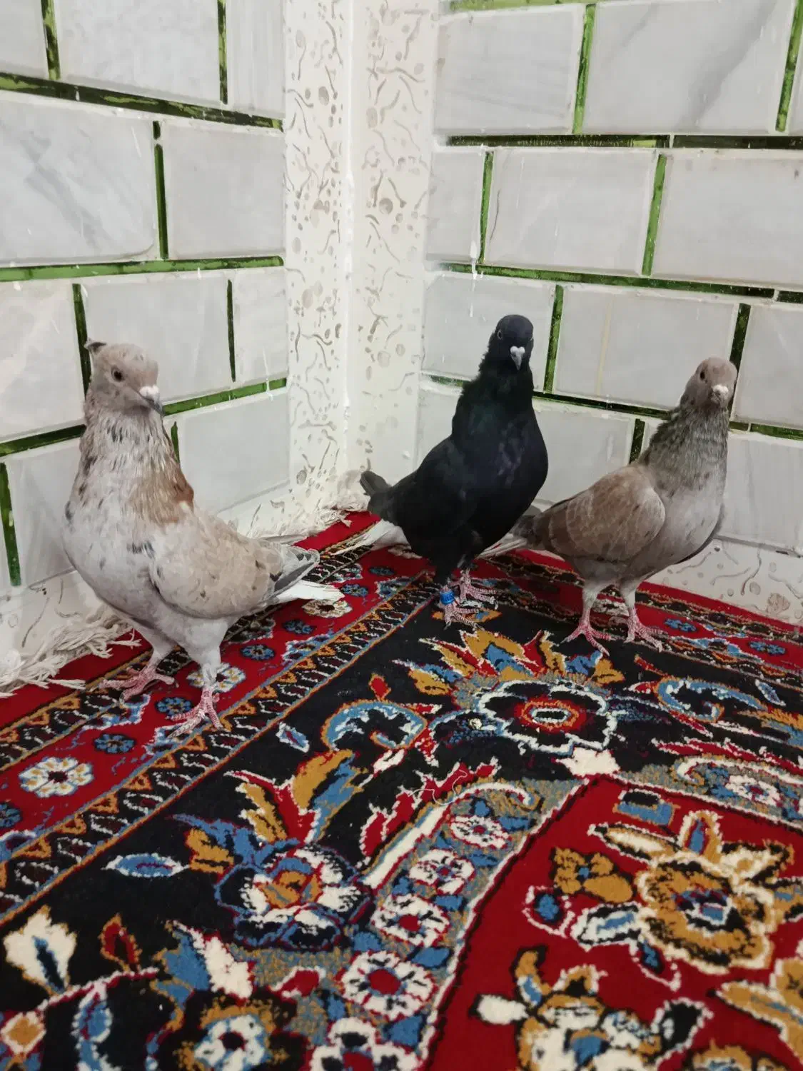 3نرکبوتردم سفید|پرنده|حمیدیه, |دیوار