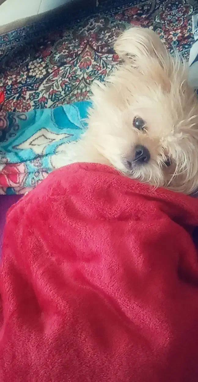 سگ .جفتگیری|سگ|مشهد, الهیه|دیوار