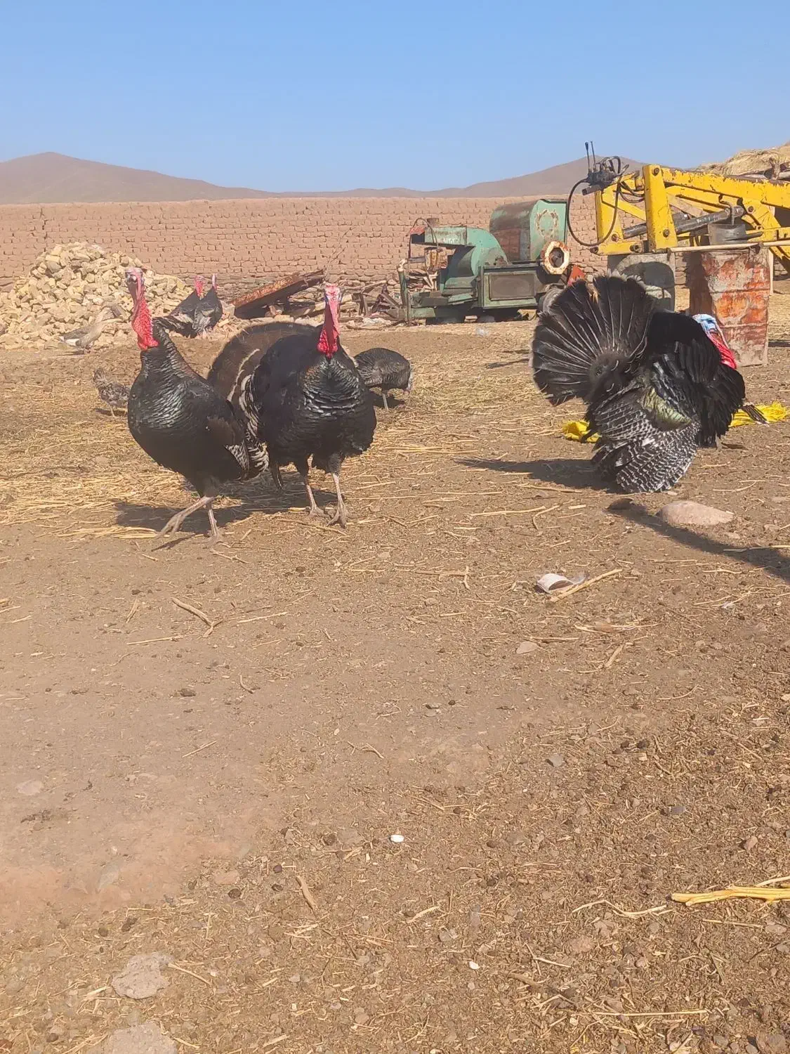 فروش بقلمون|حیوانات مزرعه|خوی, |دیوار