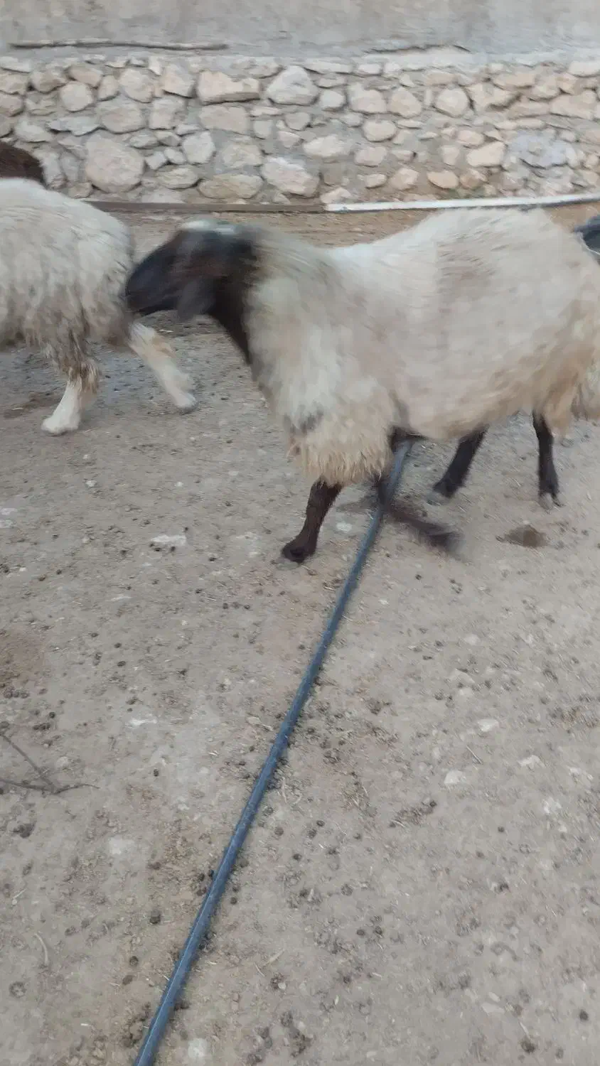 قوچفروشی|حیوانات مزرعه|دهدشت, |دیوار