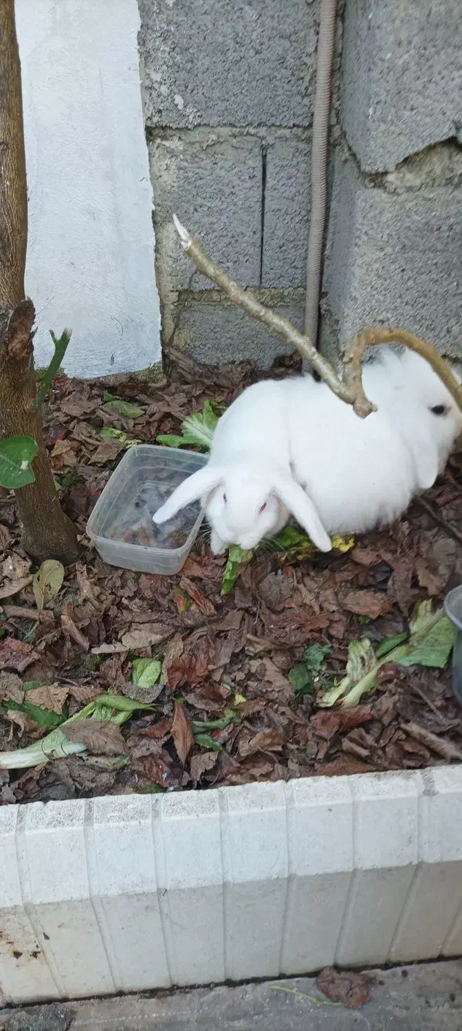 خرگوش|موش و خرگوش|رامسر, |دیوار