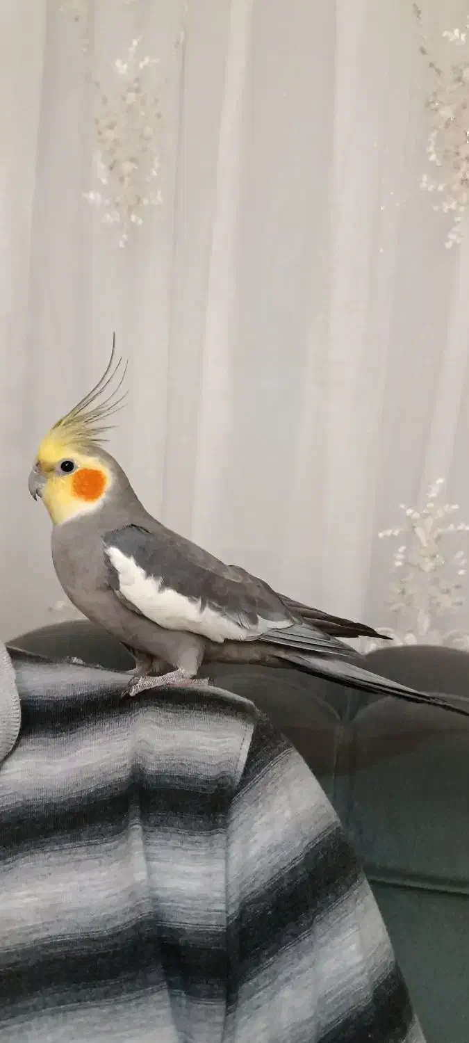 گم شده|حیوانات|اراک, |دیوار