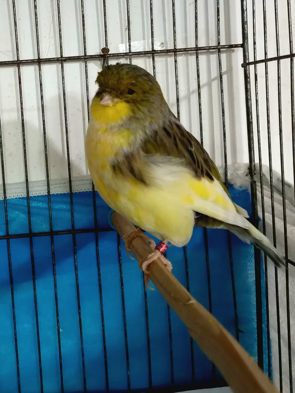 قناری گلاستر نر و ماده|پرنده|اردبیل, |دیوار