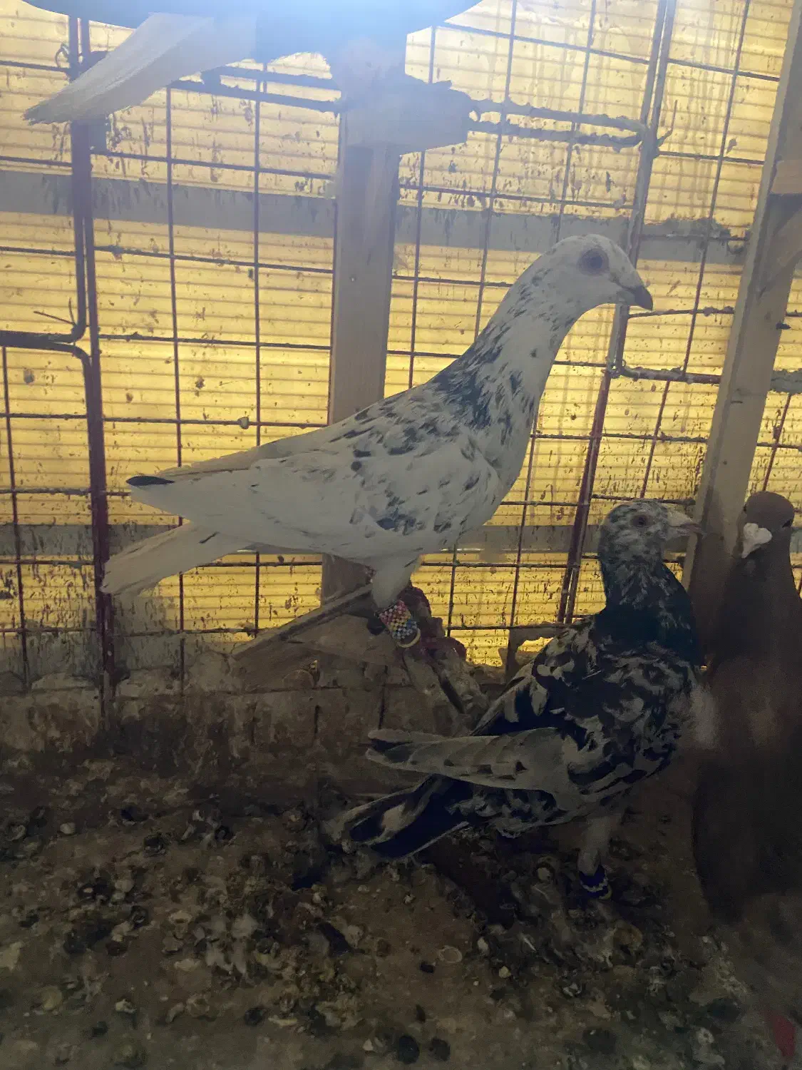 صید|پرنده|بجنورد, |دیوار