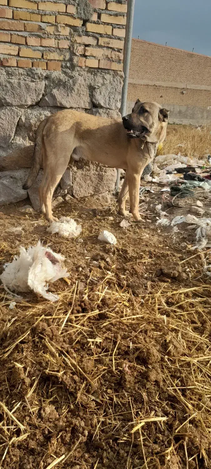 سگ سرابی|سگ|سراب, |دیوار