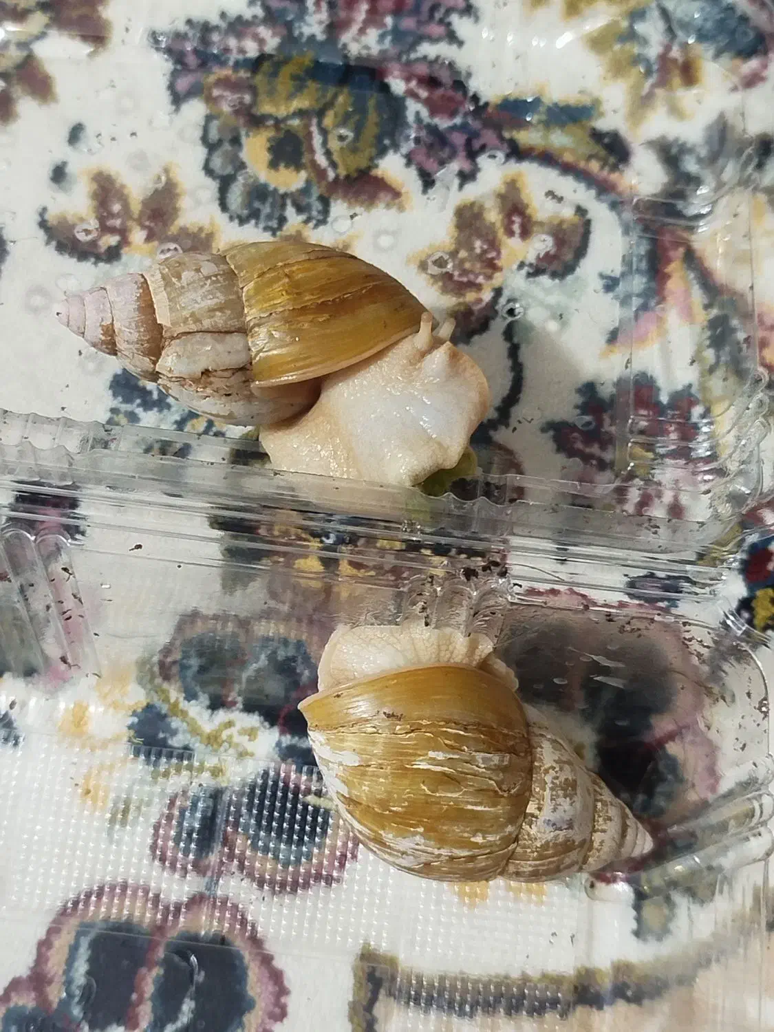 حلزون|خزنده|ساوه, |دیوار