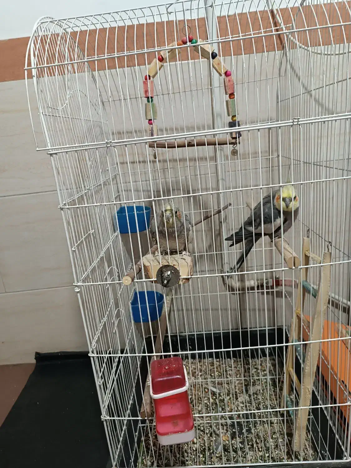 دو عدد عروس هلندی|پرنده|قرچک, مهدیه|دیوار