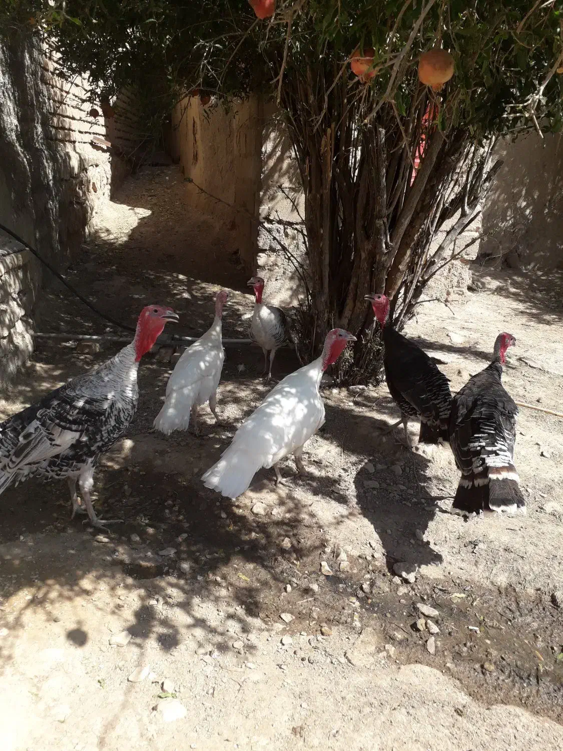 بوقلمون جوان وزن دار|حیوانات مزرعه|گیلان غرب, |دیوار