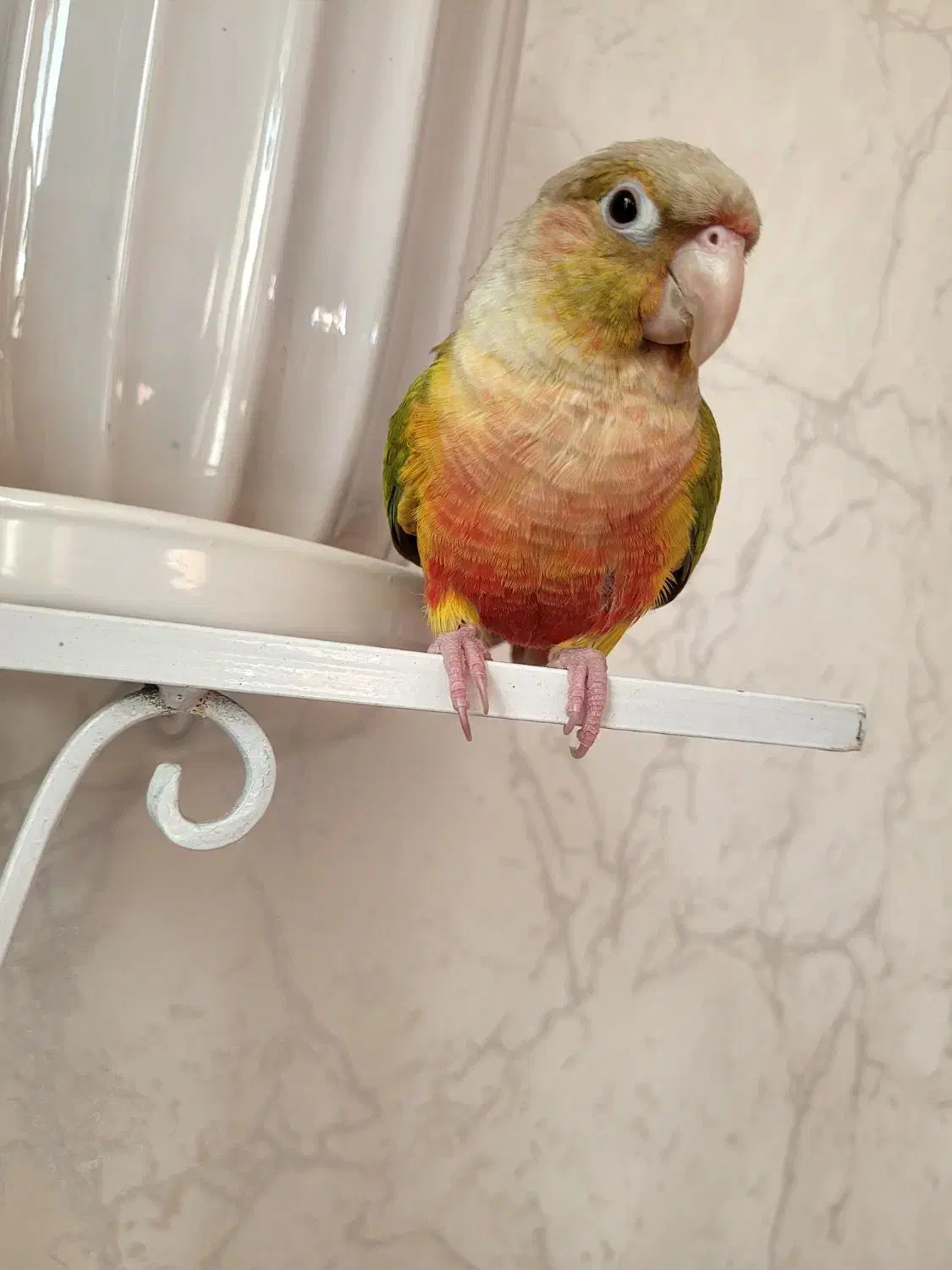 آناناسی گرینچیک رام و دستی|پرنده|فردیس, شهرک شهید حسینی|دیوار