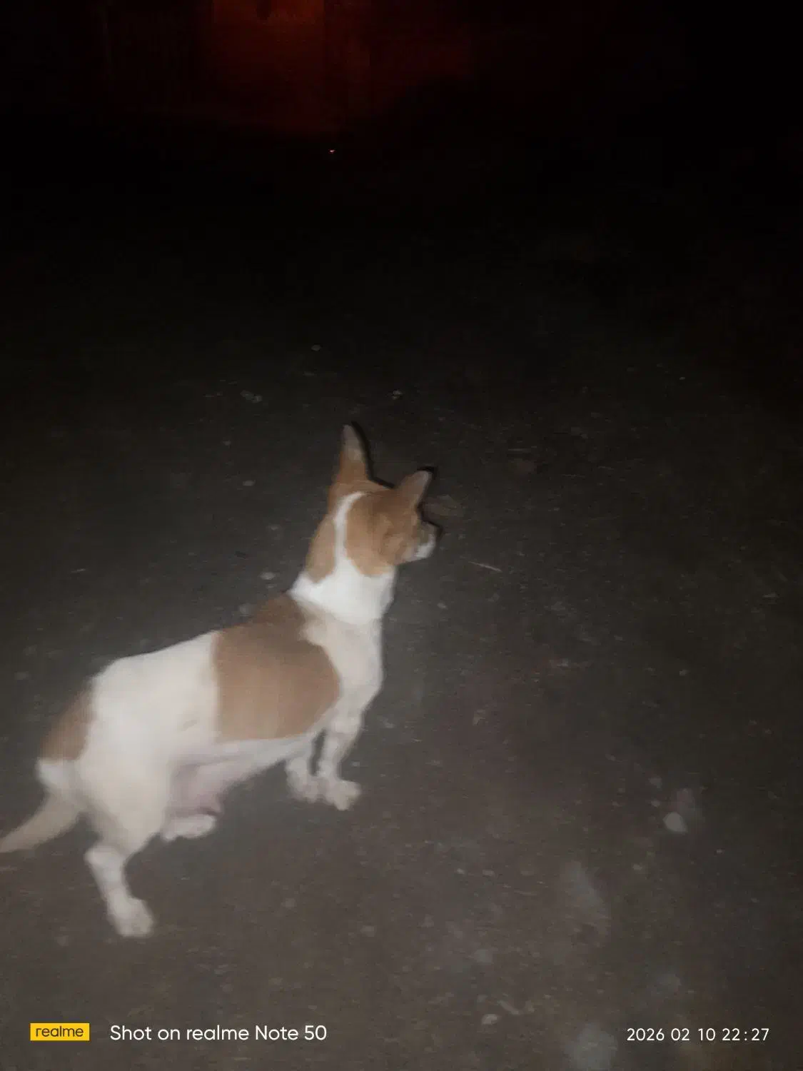 کوچوک پاپی|سگ|تربت‌حیدریه, حاجی یار‎|دیوار