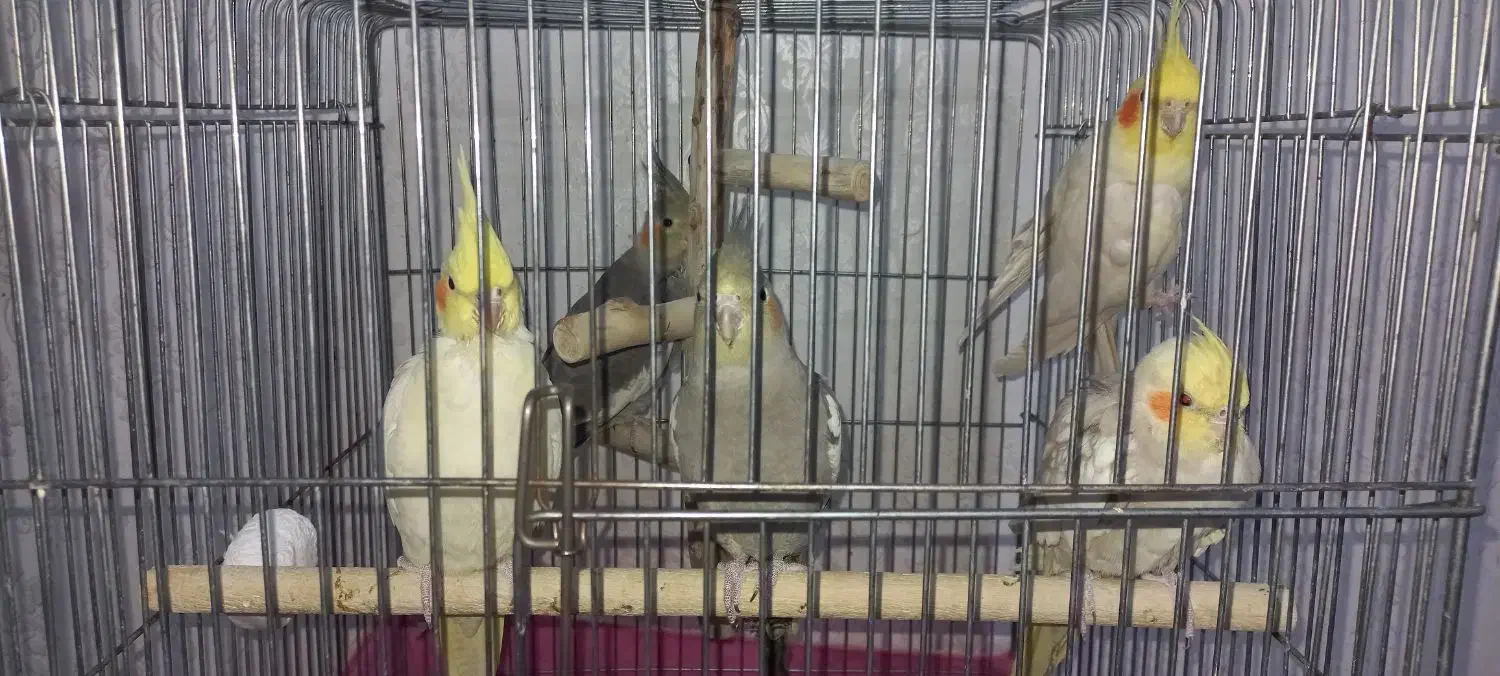 پرنده|پرنده|سوسنگرد, |دیوار