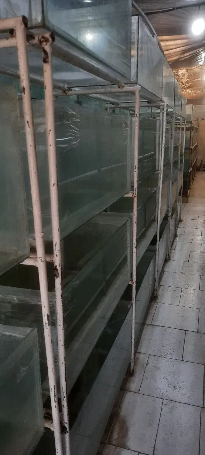 اکواریوم یک متری|ماهی|ملایر, |دیوار