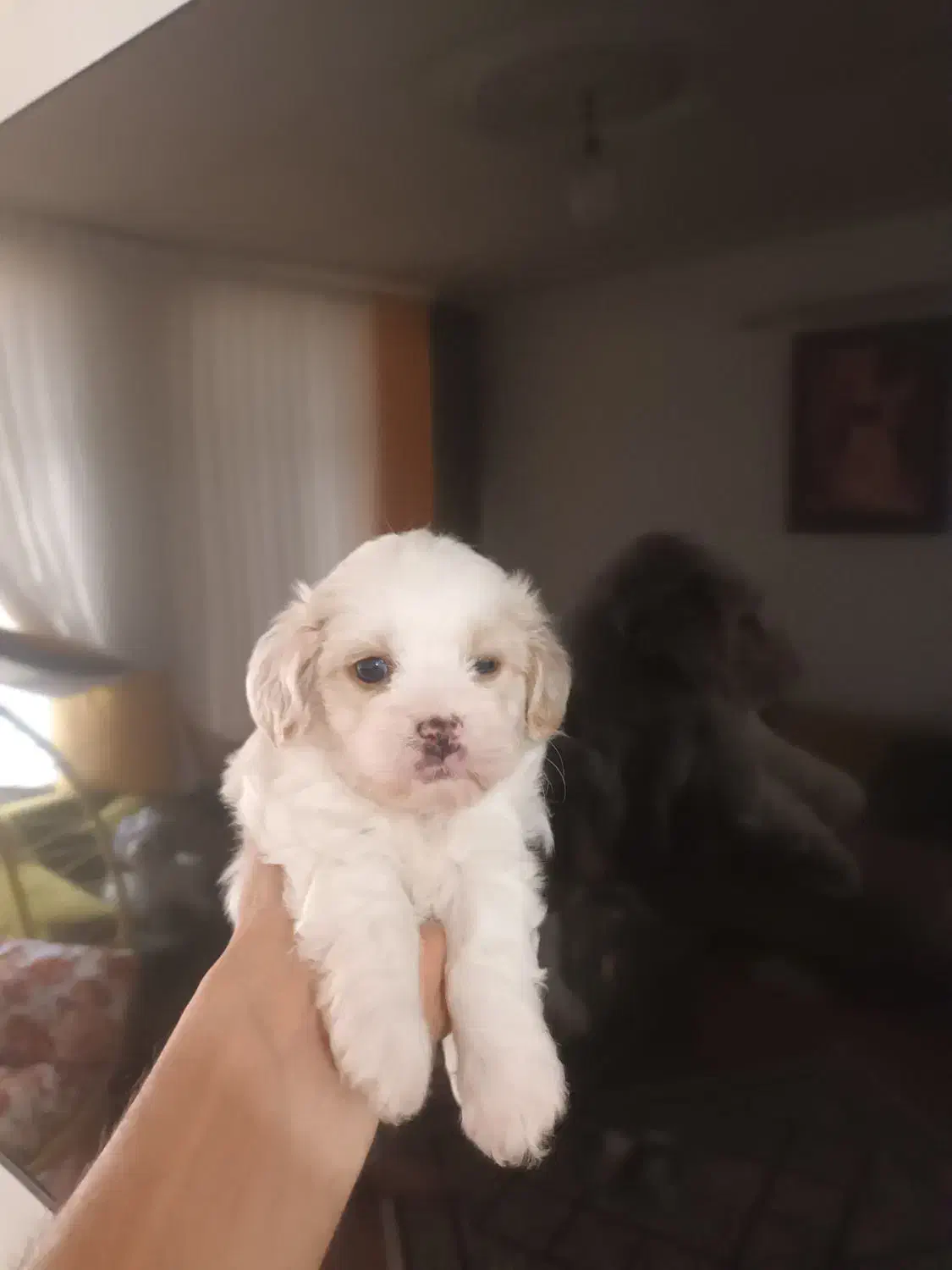 واگذاری سگ شیتزو کراس|سگ|کرمانشاه, |دیوار