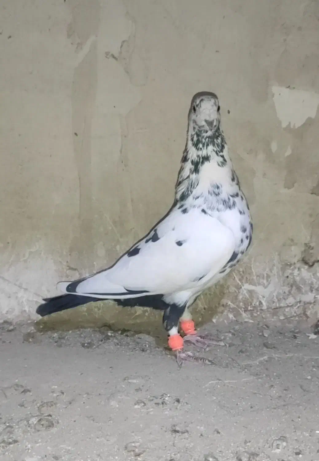 سار پرشی|پرنده|سلامی, |دیوار